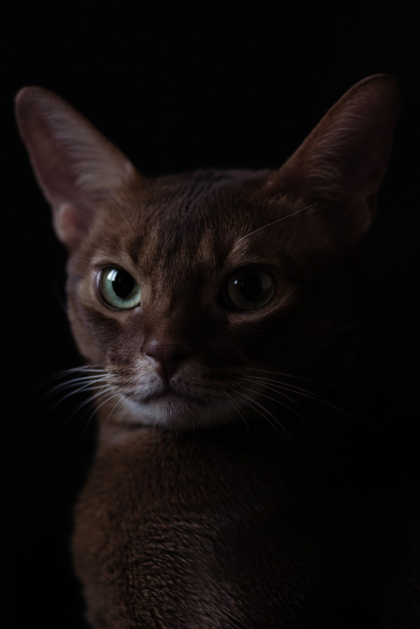 Выставочный проект «Моя Голландия». Заказать фотосъемку | Портретный фотограф Оксана Приходько