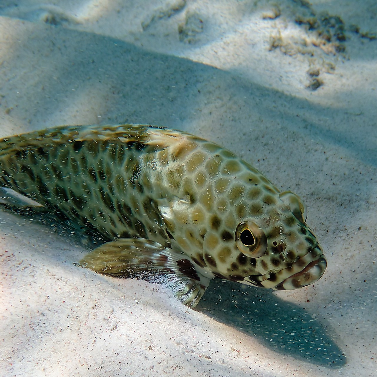 Мне посмотреть. Рыбов показываю