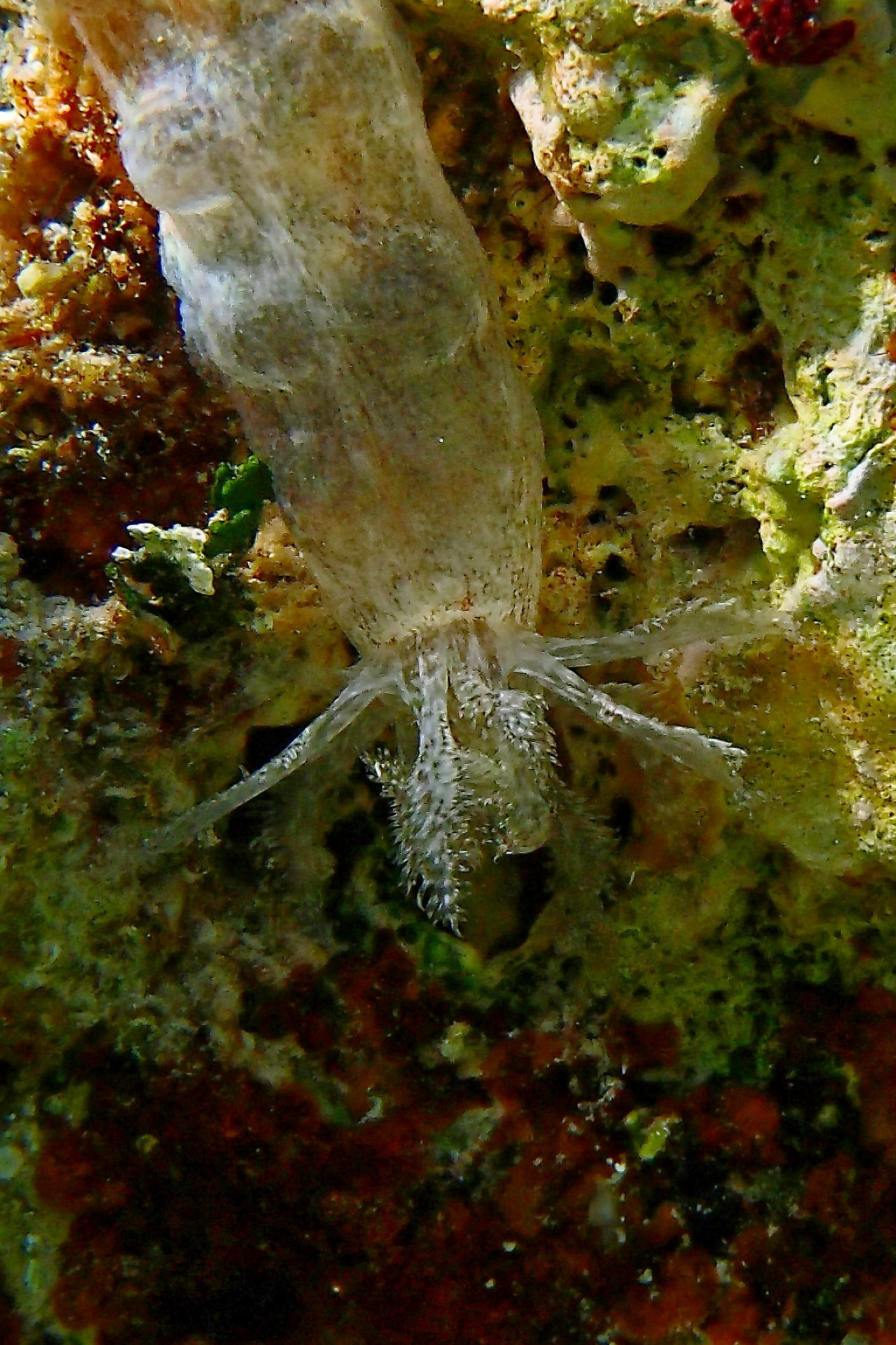 Мне посмотреть. Рыбов показываю