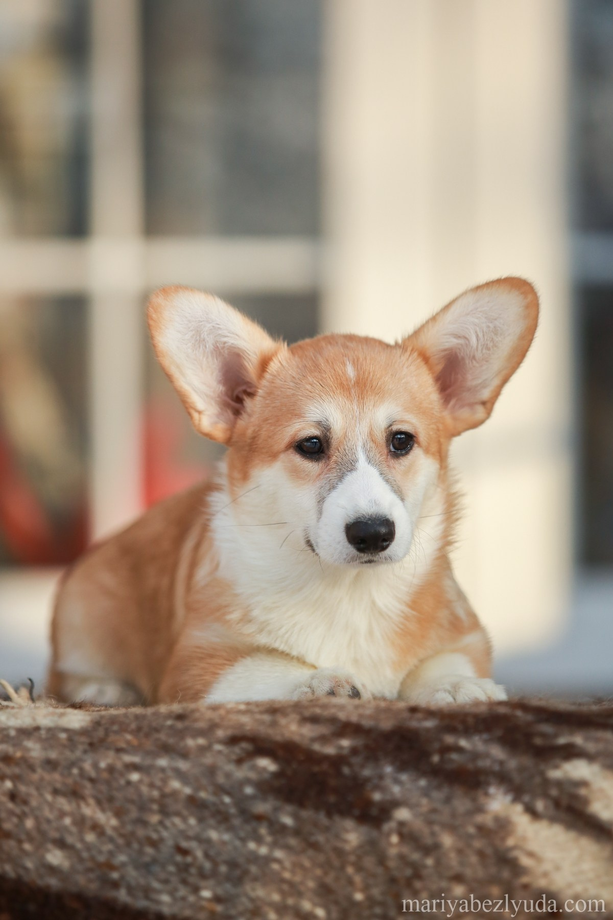 Щенки. Семейный и детский фотограф в Москве Мария Быкова