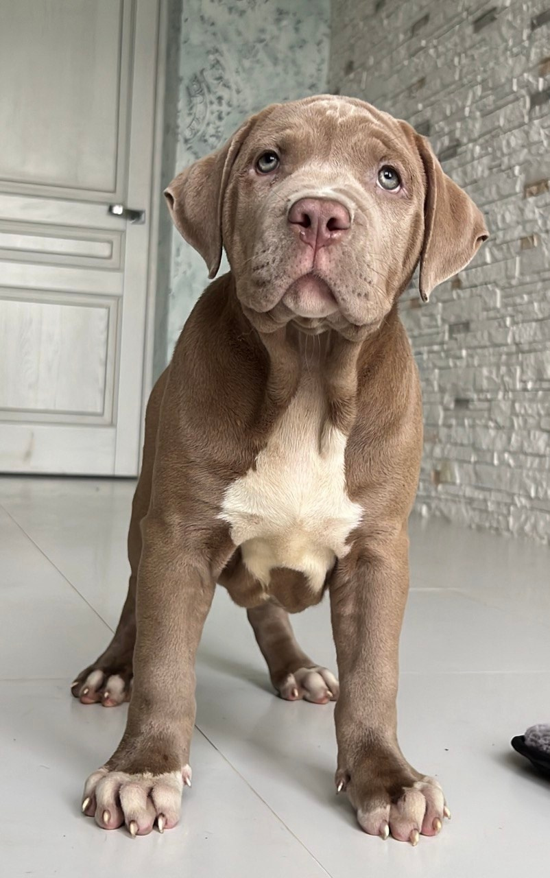 Hunter&Queenie, 10.09.25. Американские булли XL в г. Калининград. Питомник Great Bully UNIVERSE