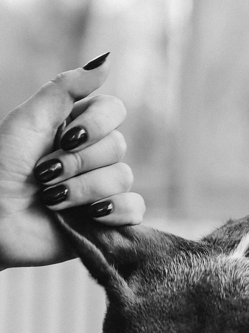 Тортик Даша и Никита. Фотограф-анималист в Москве Кириллова Татьяна