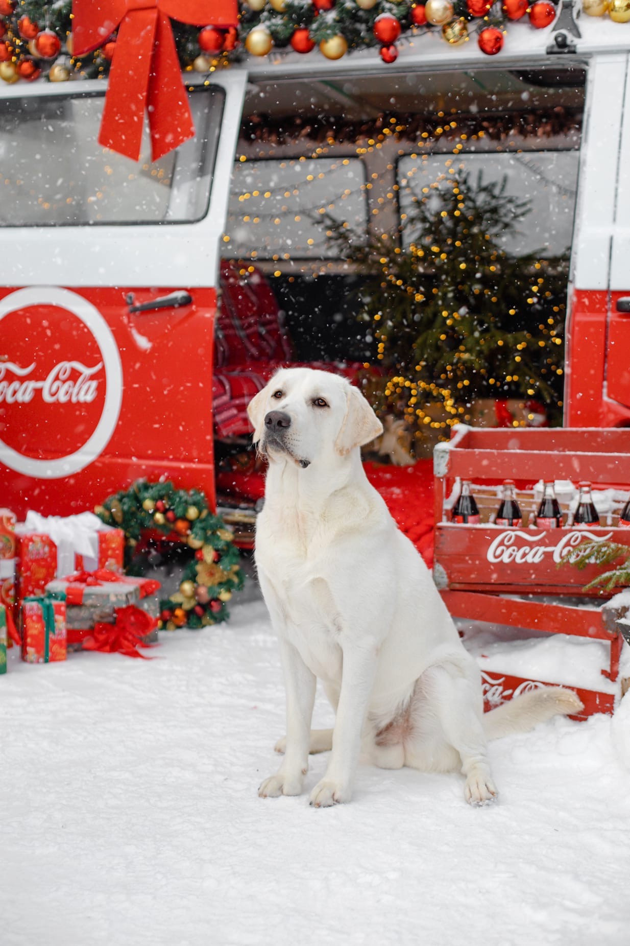 Семейные и индивидуальные фотопрогулки. Фотограф Смелова Ирина Кострома