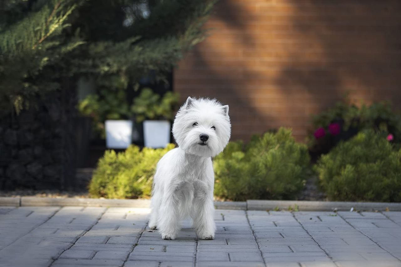 Три дня международных выставок в Бишкеке, Кыргызстан. Питомник собак породы вест хайленд вайт терьер в Москве