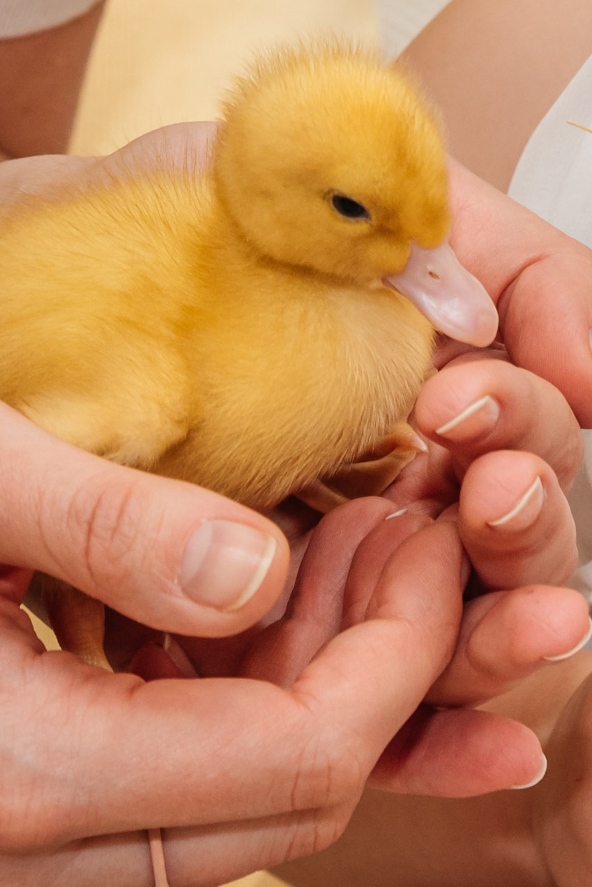 Фотодень с уточками. Свадебный и семейный фотограф в Москве Елена Брюханова