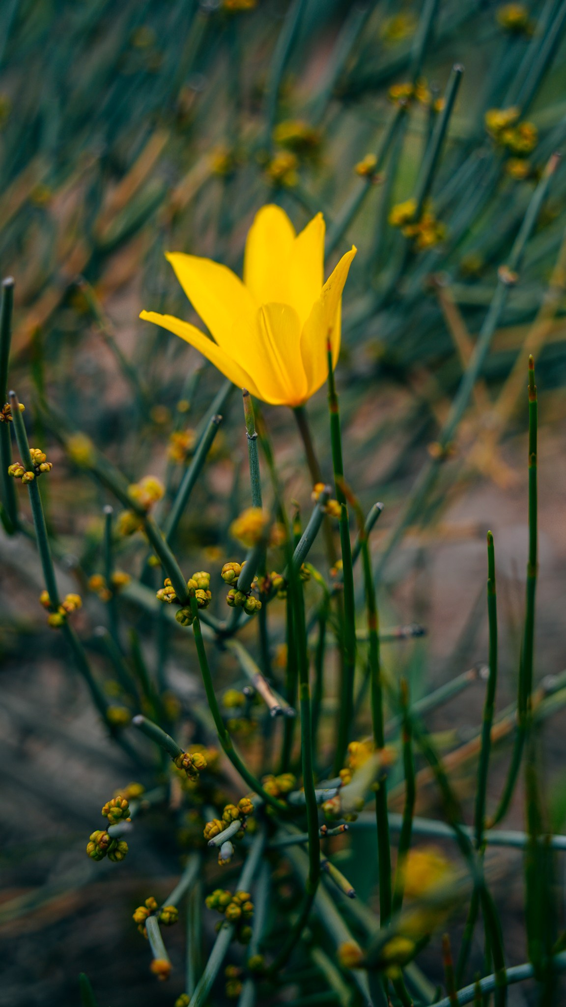 Кыргызстан. Человек с фотокамерой