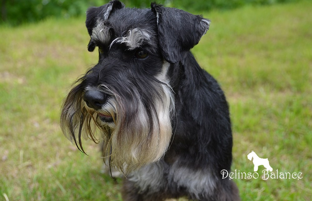 Дукат/Asson Ari Viko Etual. Питомник цвергшнауцеров в Беларуси «Делинсо Бэлэнс»