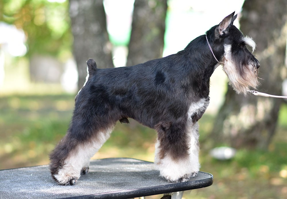 Оскар/Delinso Balance Zaffiro. Питомник цвергшнауцеров в Беларуси «Делинсо Бэлэнс»