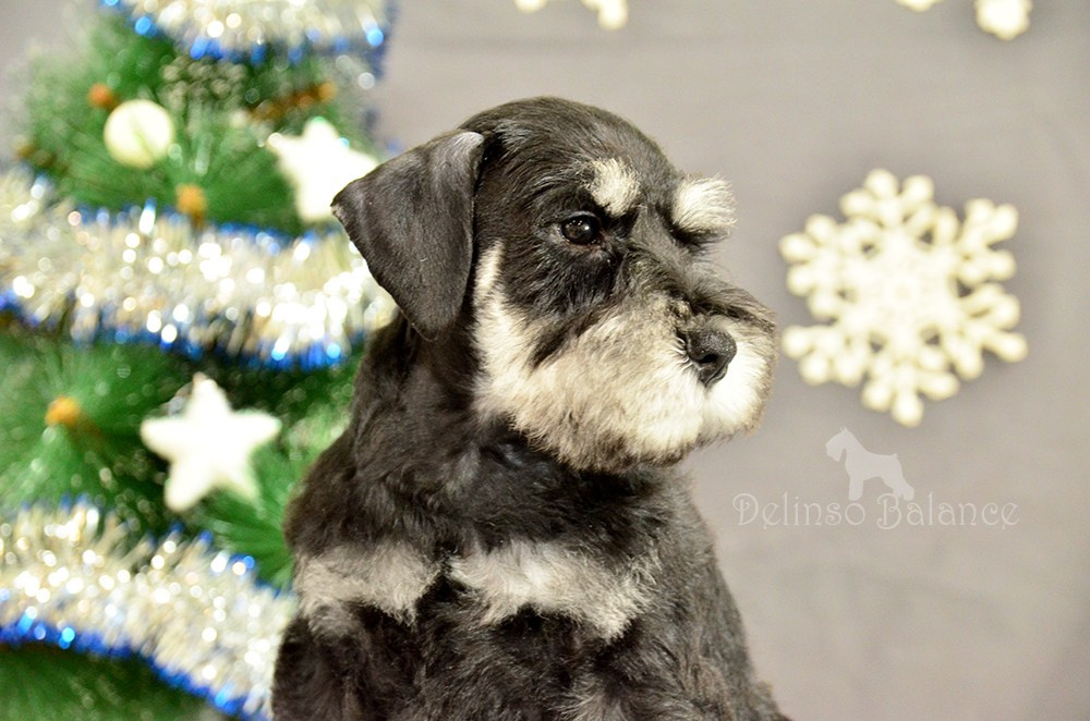 #питомникцвергшнауцеров #делинсобэлэнс #щенокцвергшнауцера