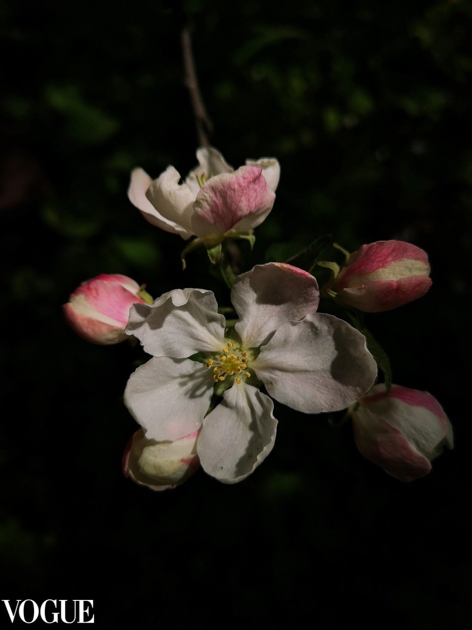 Vogue и другие. Наталия Фролова. Фотограф. Москва