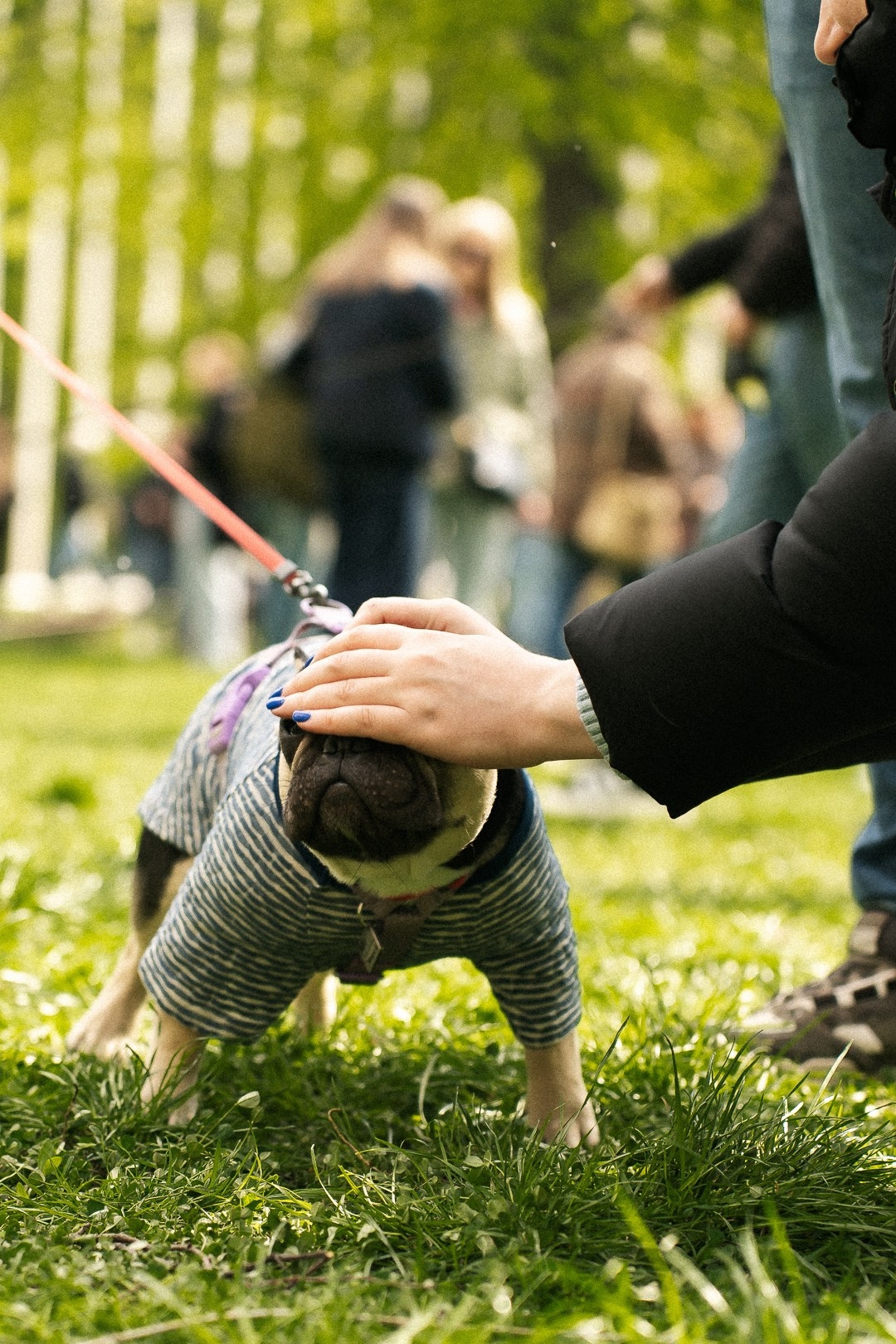 Парад Бульдогов. Axenov_eugene