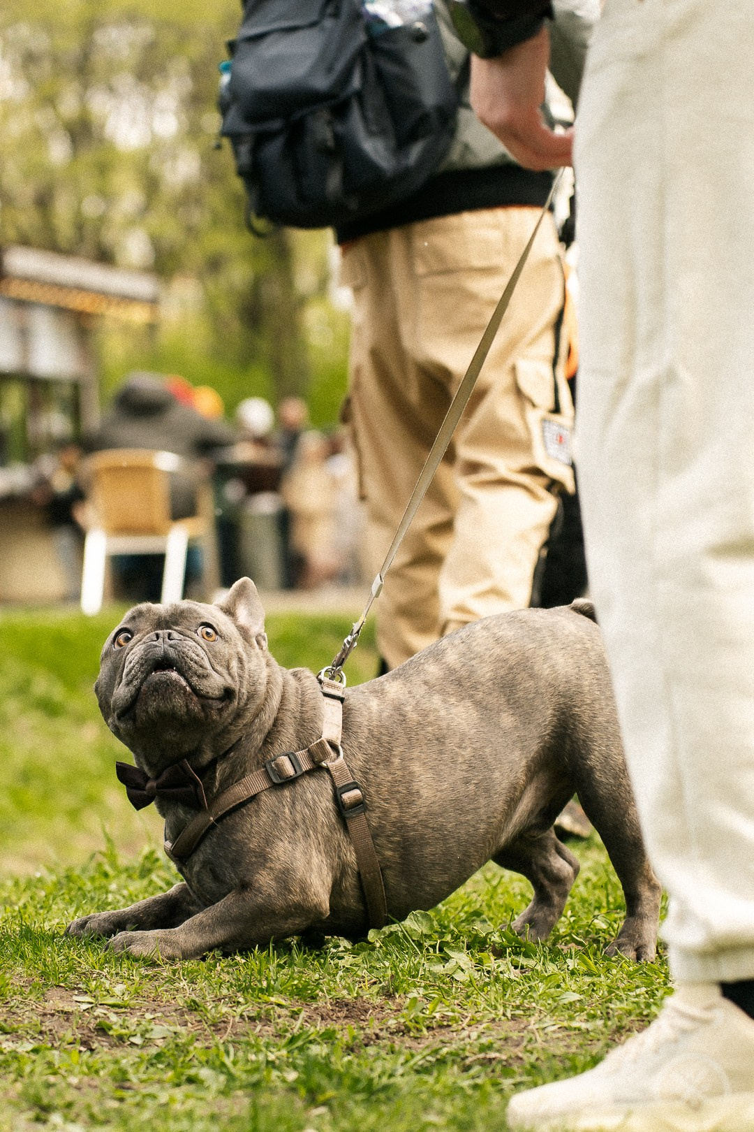 Парад Бульдогов. Axenov_eugene