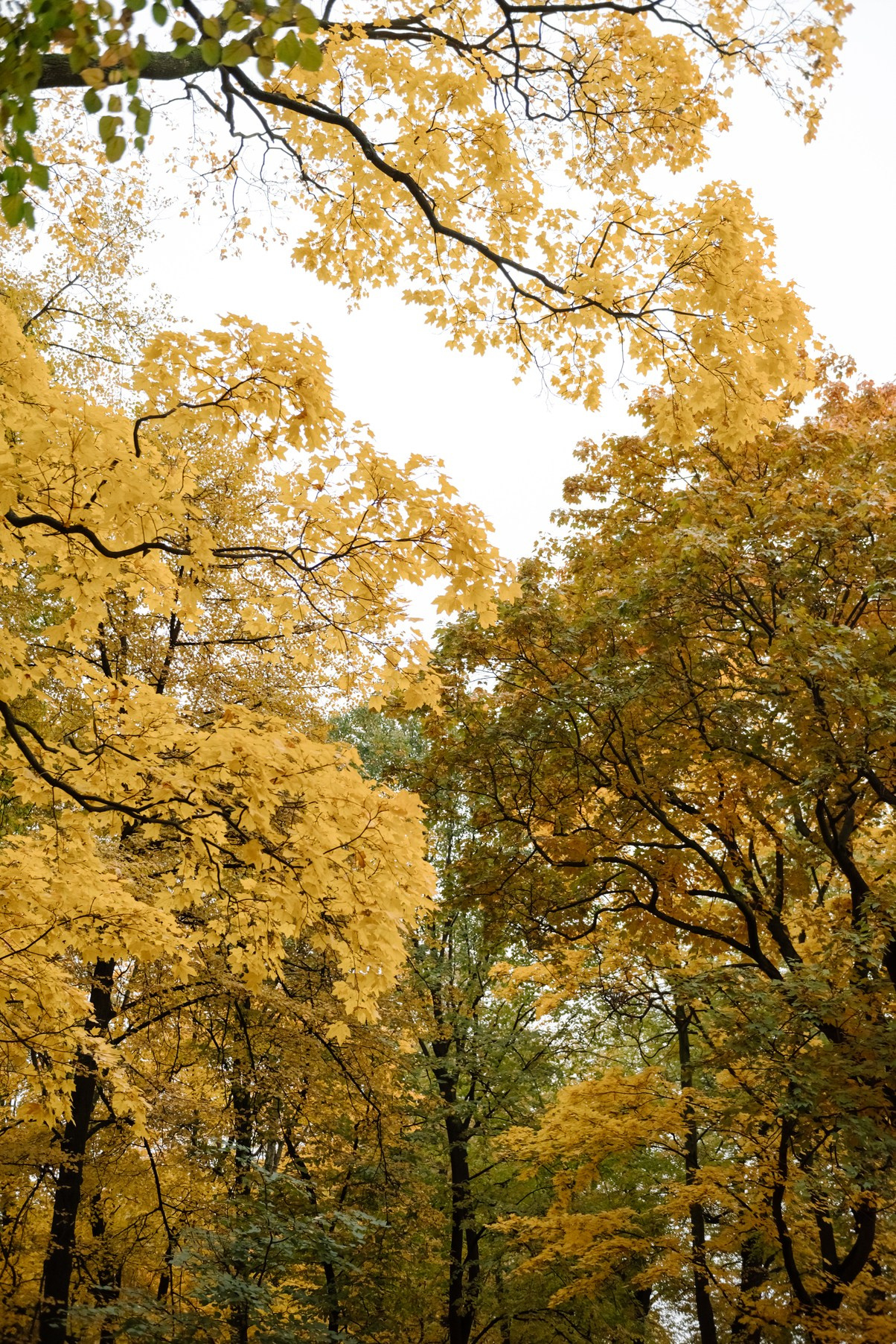 Осенняя фотосессия в Питере в Михайловском саду. Свадебный и сеейный фотограф в Санкт-Петербурге Елена Худякова