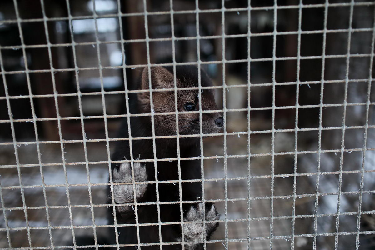 Соболиная ферма, Сургут