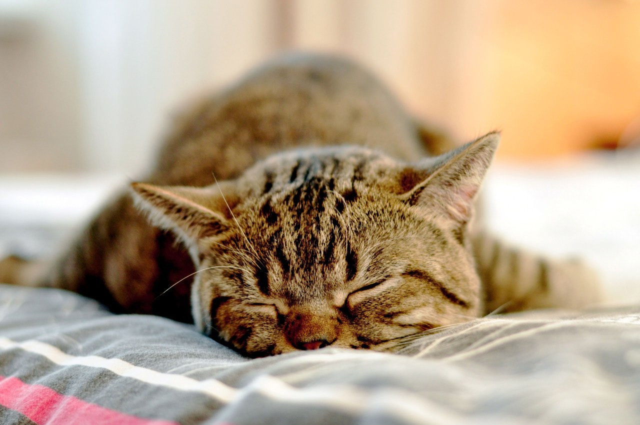 Серии. Предметный и семейный фотограф в Санкт-Петербурге Катерина Стеклова