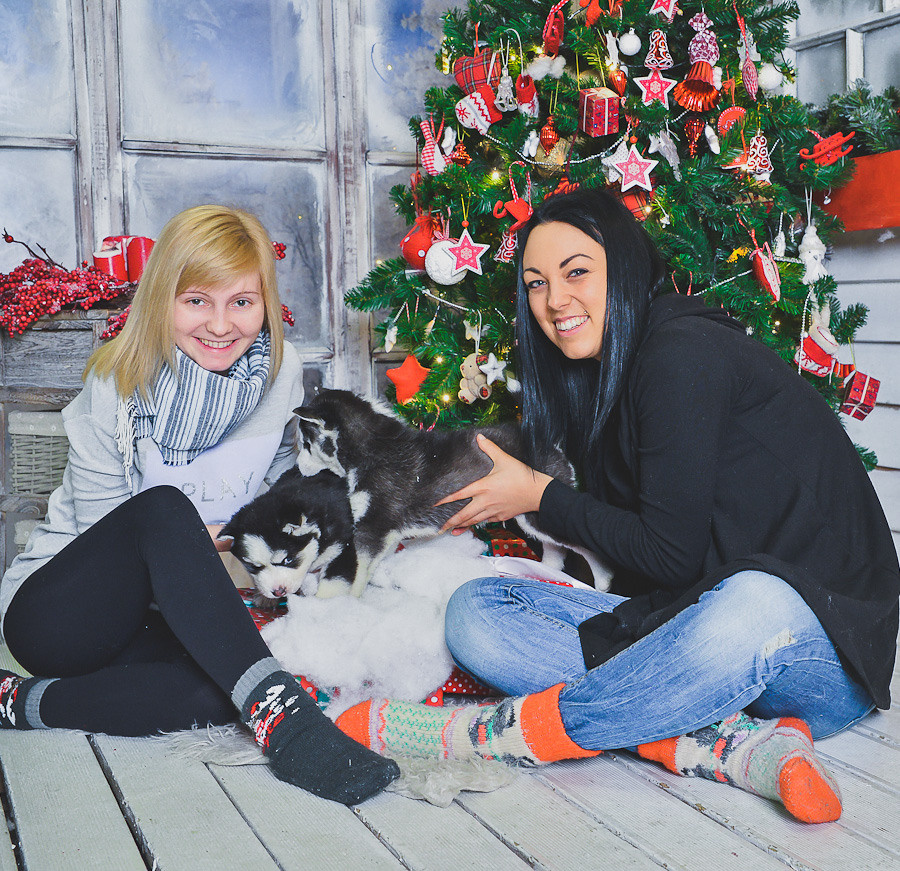 Новогодняя фотосессиия в студии у елки и маленькими щенками хаски