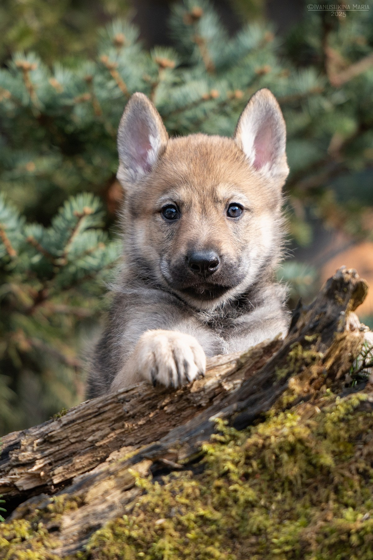 Фотосессия щенков на продажу. Фотограф собак в Москве и Московской области Иванушкина Мария