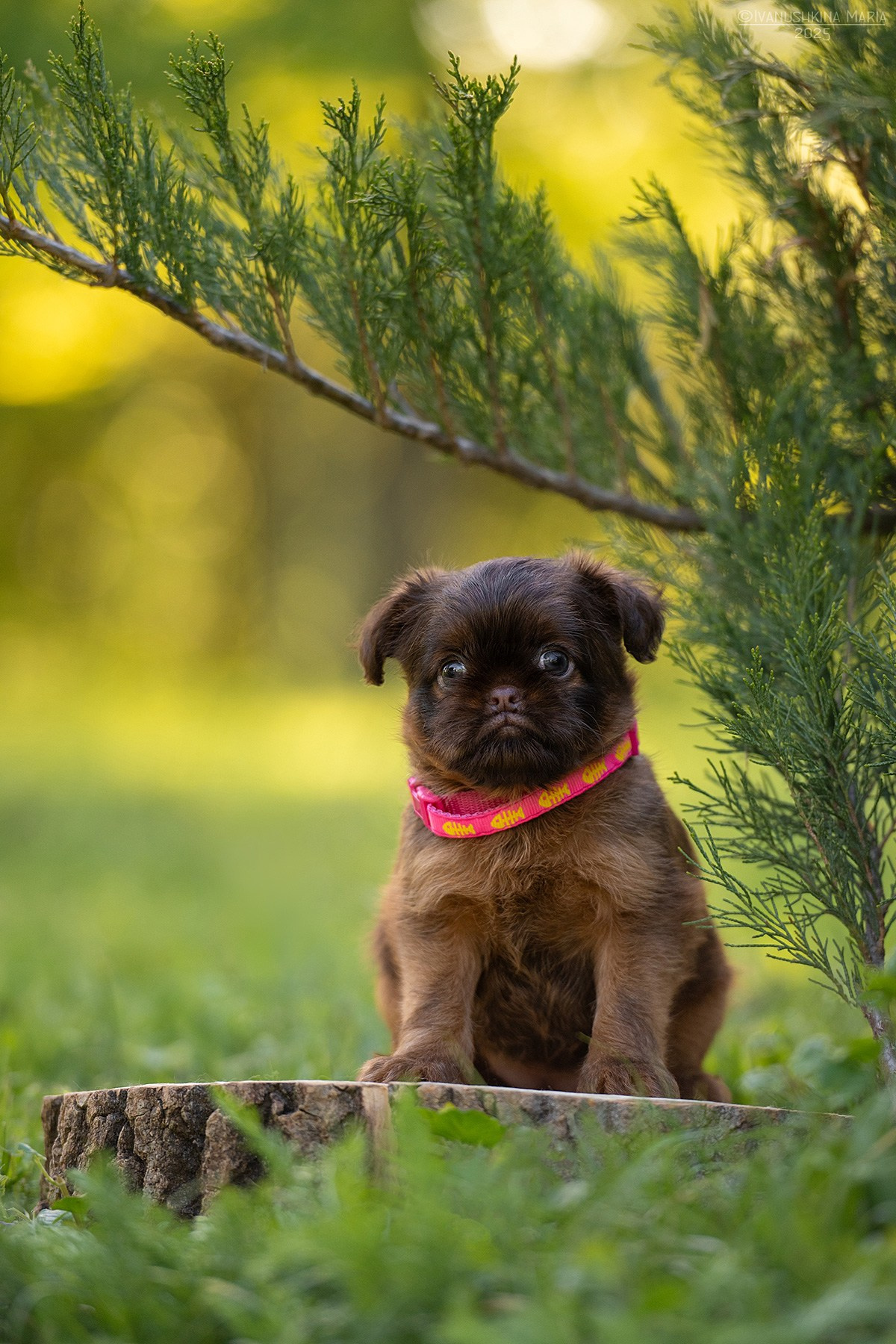Фотосессия щенков на продажу. Фотограф собак в Москве и Московской области Иванушкина Мария