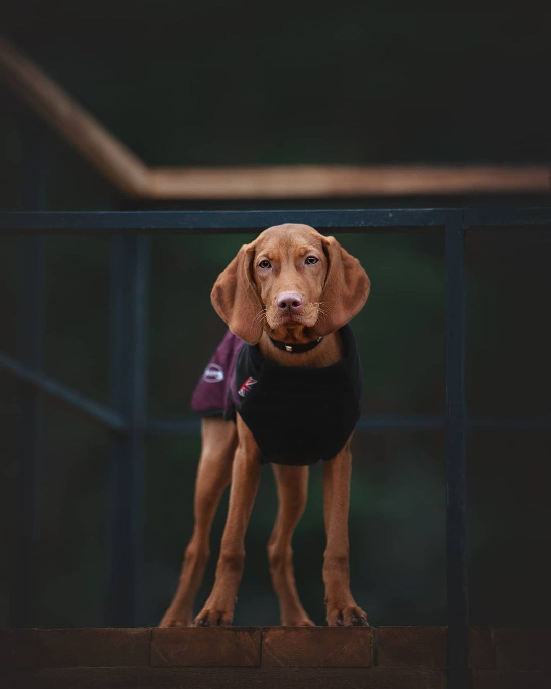 Трисс. Фотограф анималист Осипчикова Мария