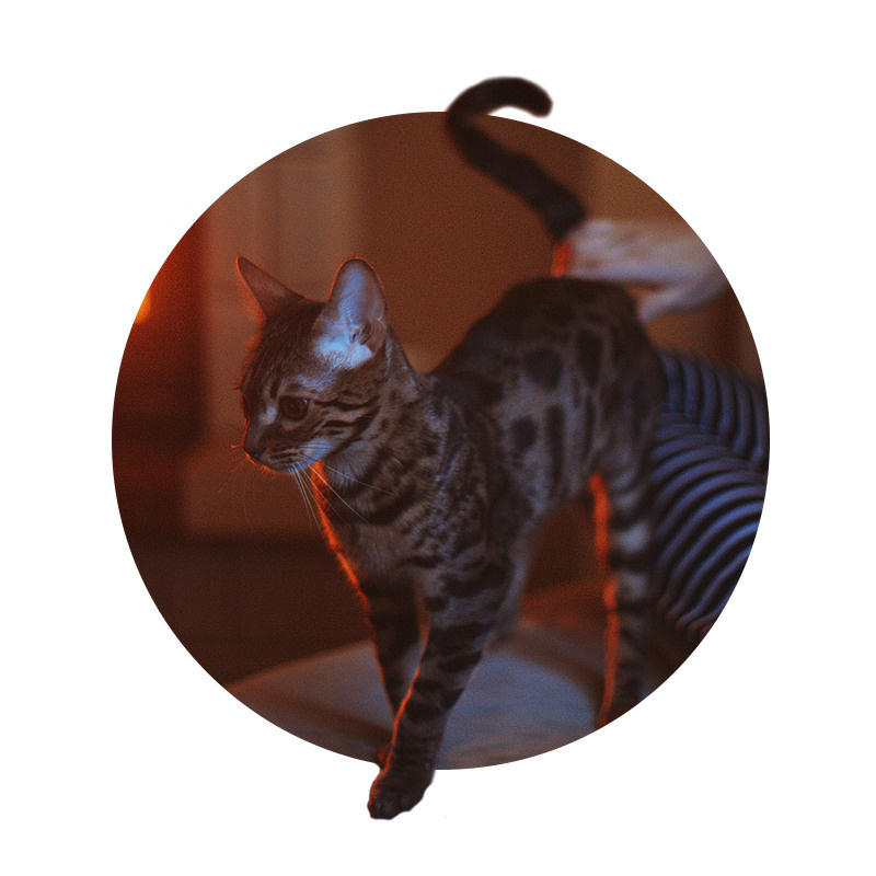 Повелительница Света