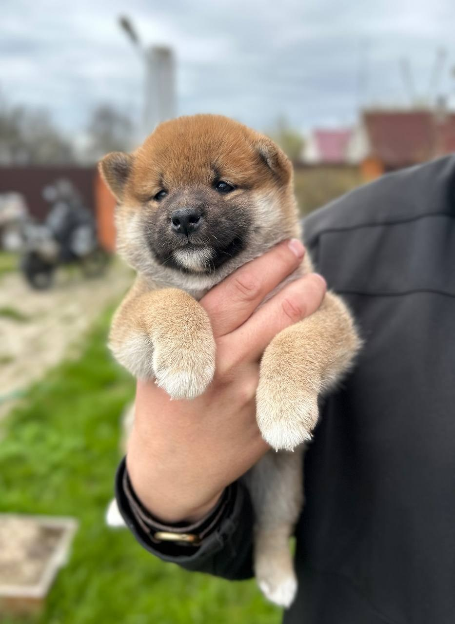 сиба питомник Рубилайт щенки на продажу rubylight  сиба щенки купить СПб Санкт-Петербург
