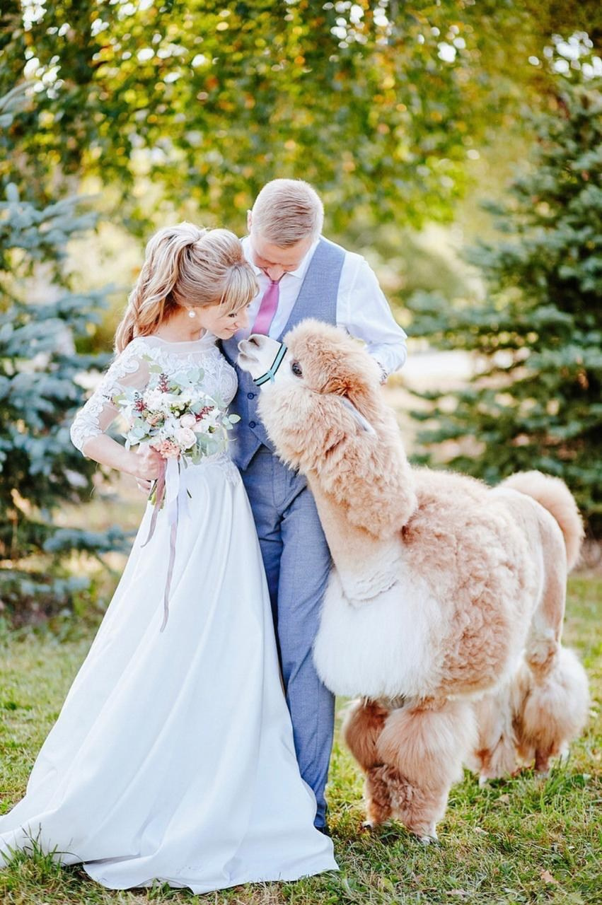 Шоу с Ламой. Подрядчики и друзья сети свадебных площадок House for wedding