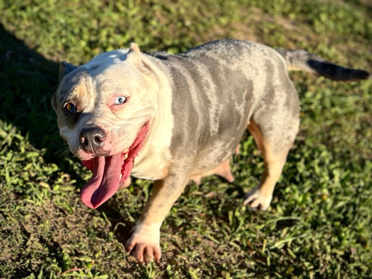 Lordli Of Gardens Blucha. Питомник американских булли Bounty Pride Bully