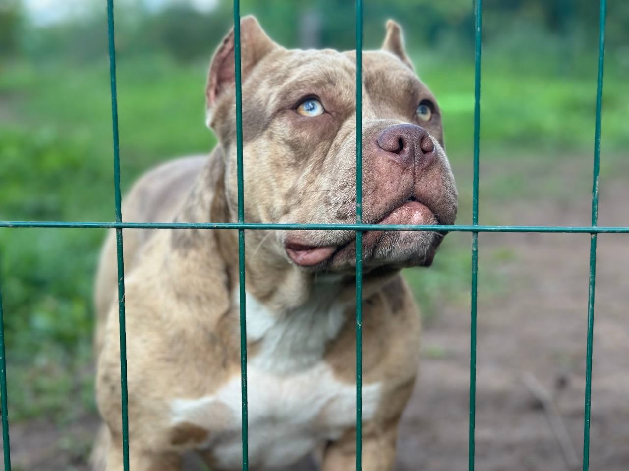 Sunshine Girl. Питомник американских булли Bounty Pride Bully