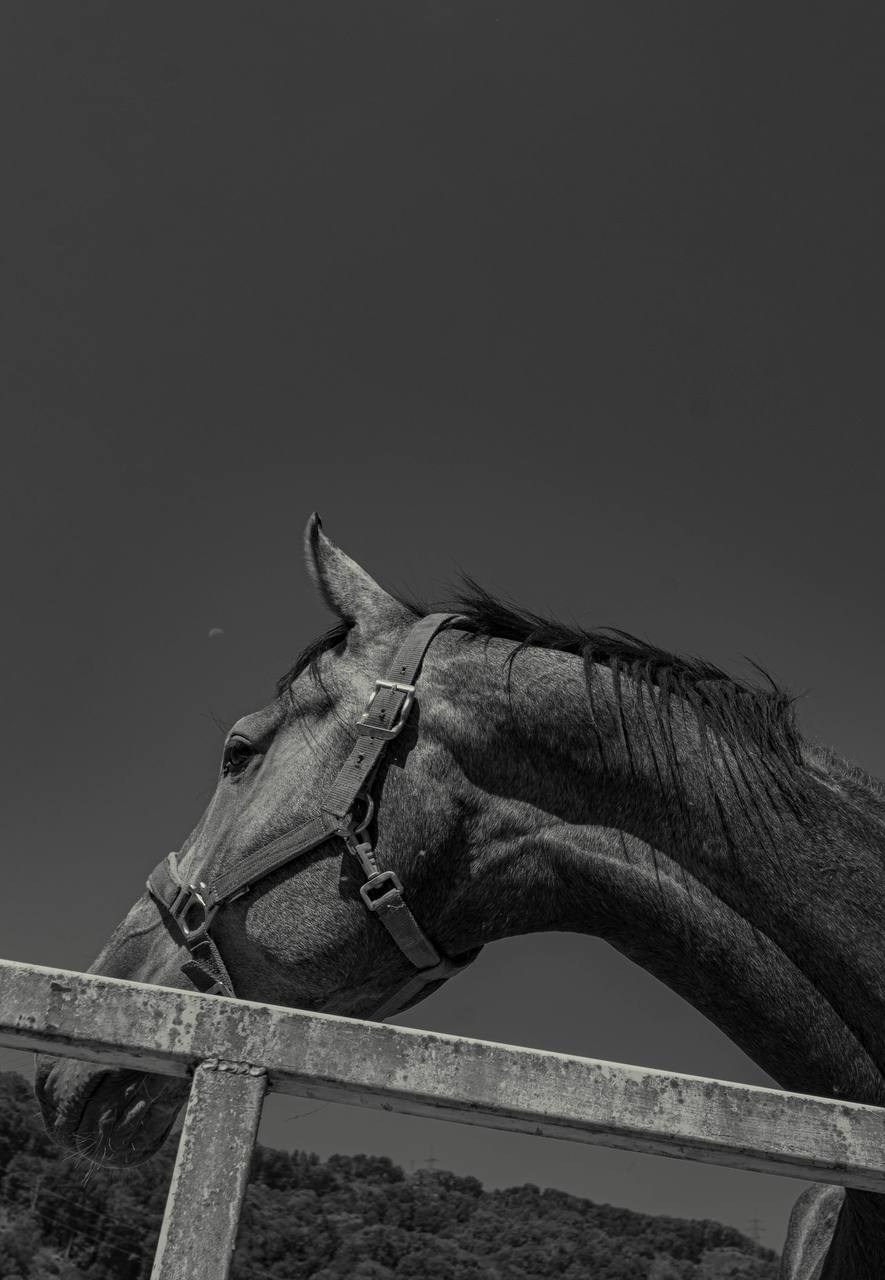 Фотосессия на конюшне в Сочи. Портфолио фотографа Анастасии Блохиной