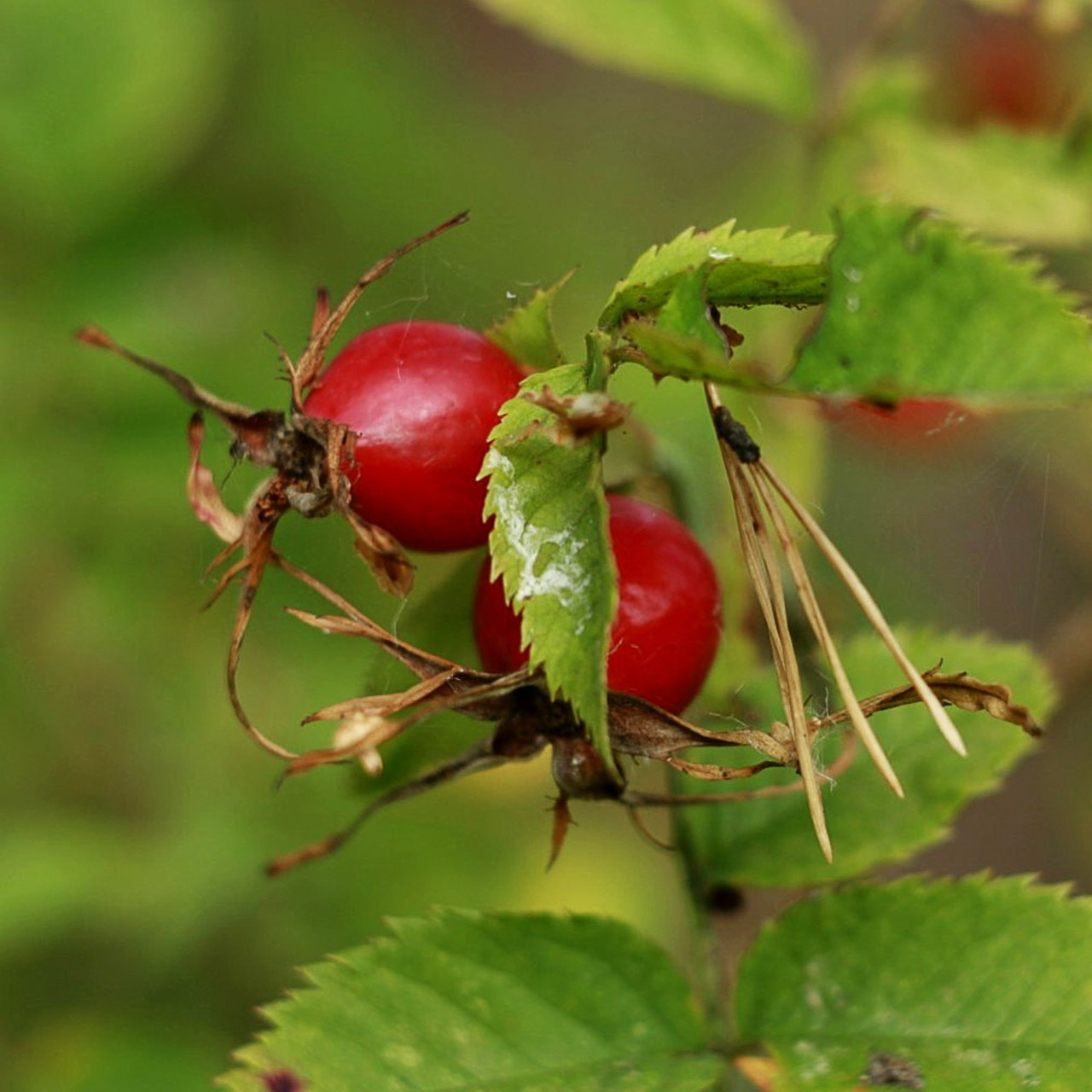 Кустарники. Природа севера