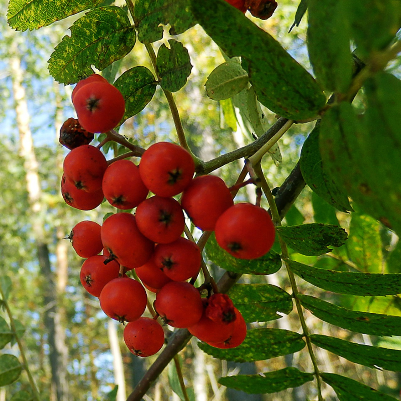 Деревья. Природа севера