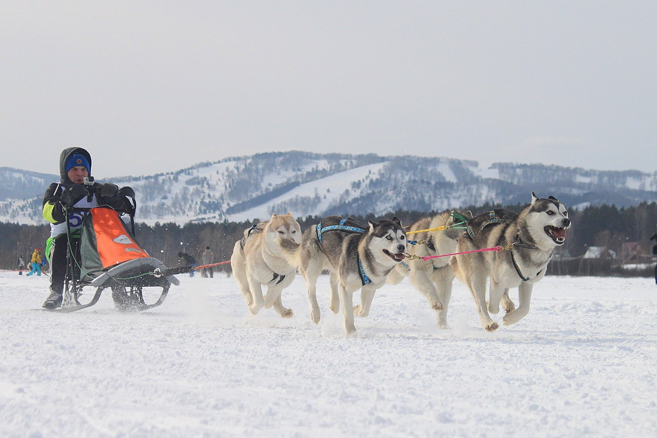 Манжерок. Гонки на собачьей упряжке