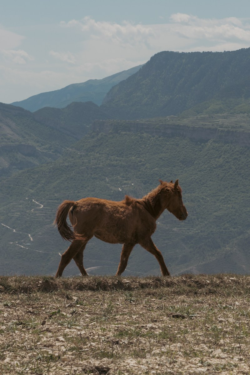 Животные. Photomantis