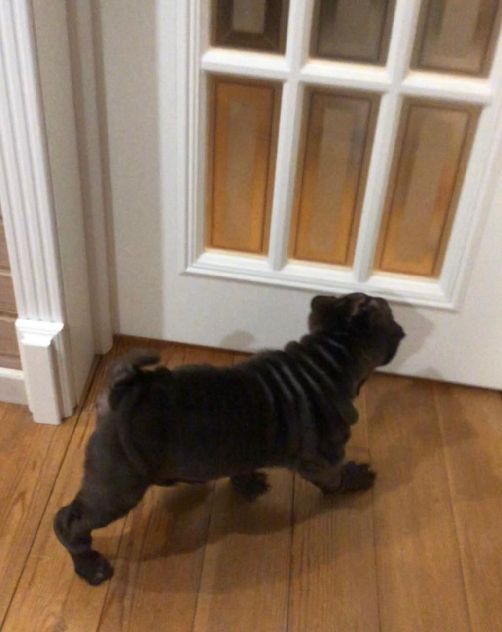 Купить Французского Бульдога Магадан, Купить щенка Французского бульдога Магадан, Питомник Французских Бульдогов Магадан,  Питомник Французский Бульдог Магадан, 