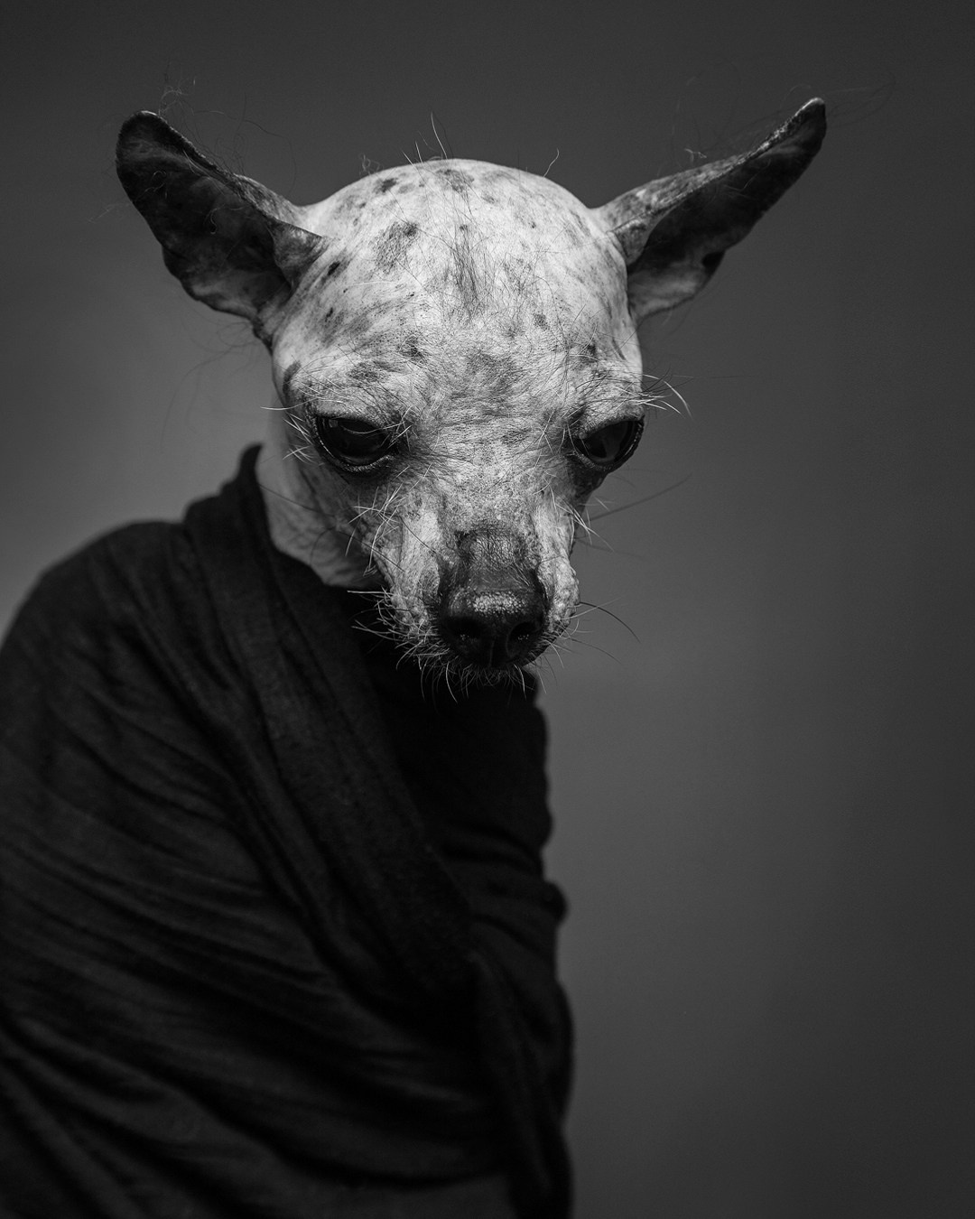 Pets Photography / Фотограф Собак