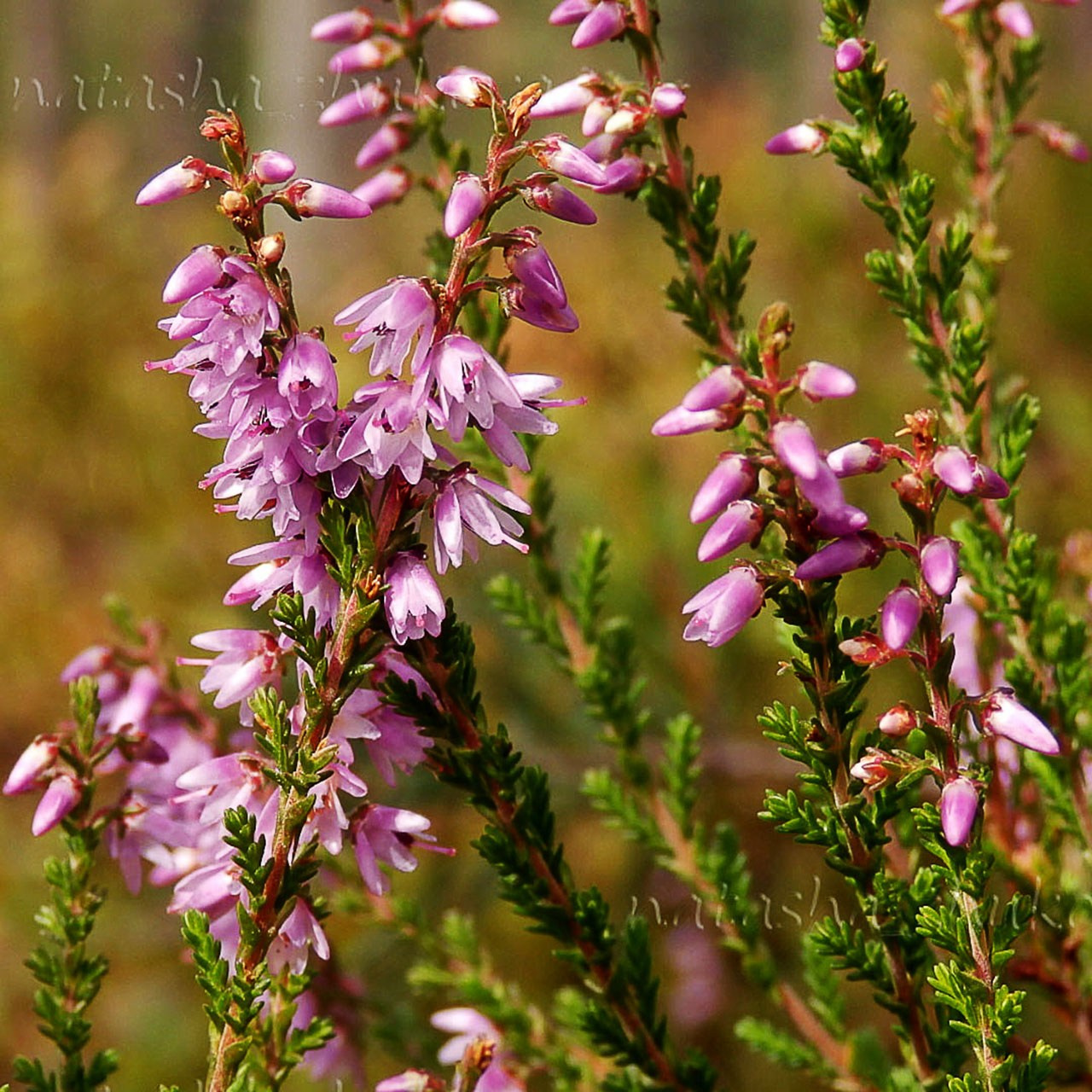 Травы. Природа севера