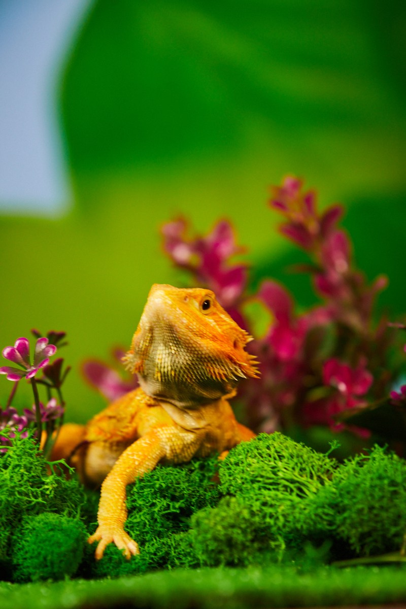 Съёмка животных — жёлтая ящерица среди зелёного мха.