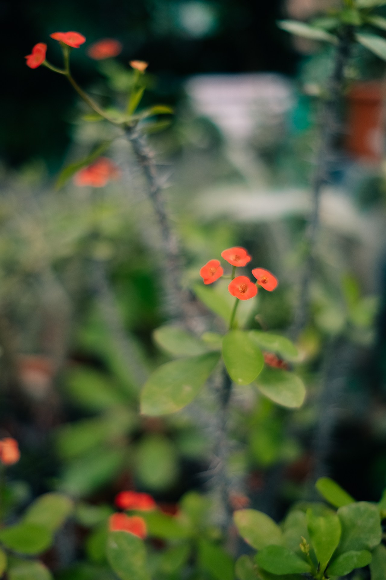 Фитмост: йога в оранжерее Таврического сада. Портретный фотограф Алина Хаунина