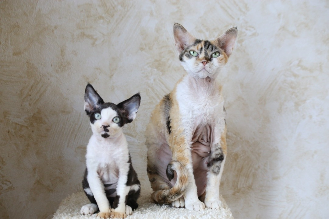 DRX, n 03 котик. Nevskiy Favorite — питомник девон-рексов в Санкт-Петербурге. Здоровые, ласковые и редкие котята