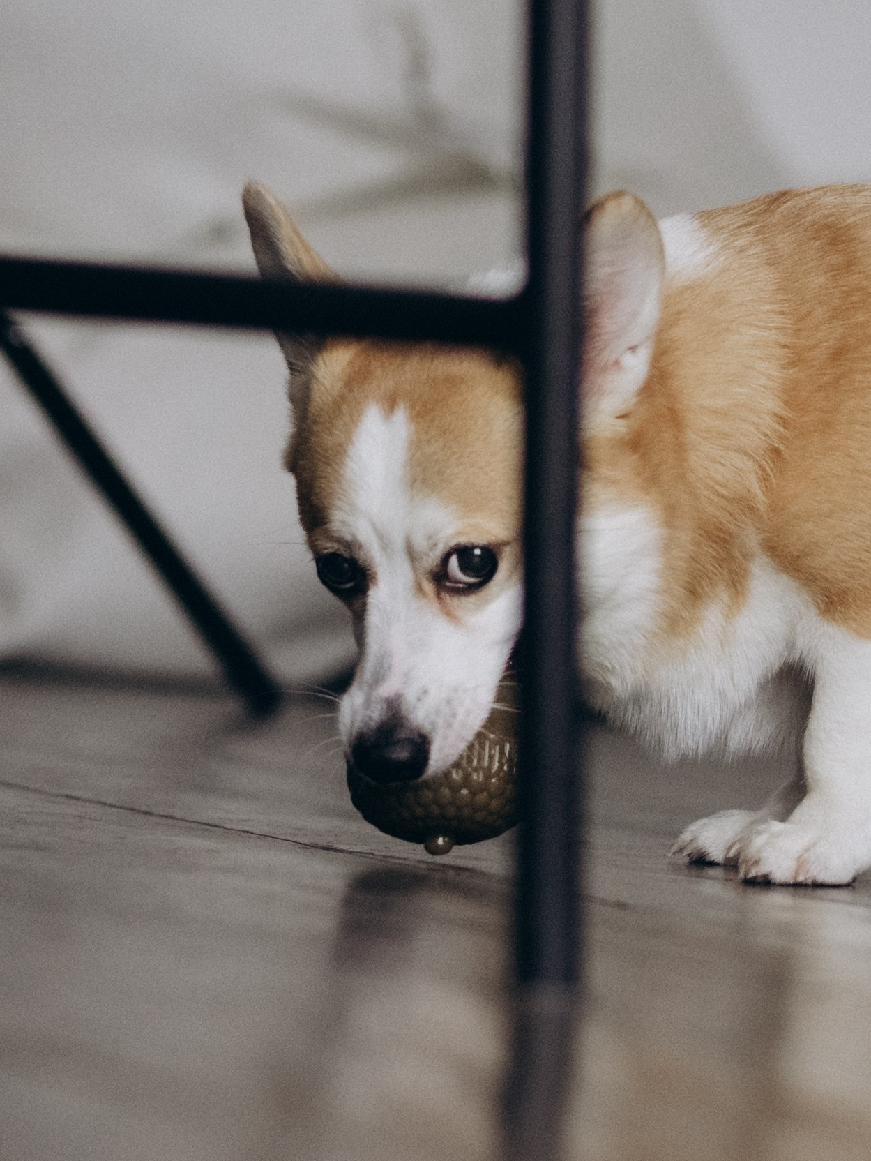 Оливка и Ника. Фотограф-анималист в Москве Кириллова Татьяна