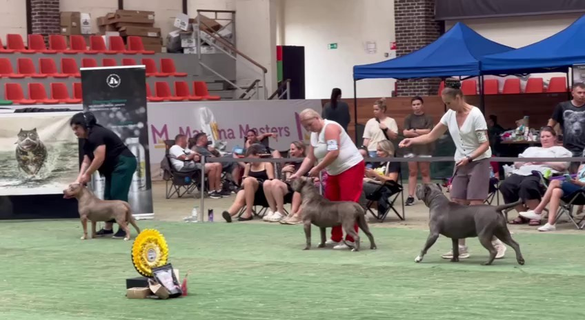 Участие в выставках. Американские булли XL в г. Калининград. Питомник Great Bully UNIVERSE