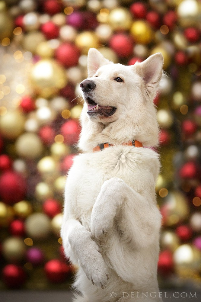 Съёмки собак на природе. Фотограф-анималист Natalia Deingel | Фотосъемка собак в Москве