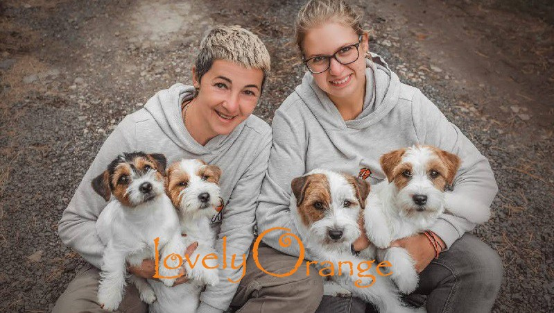 Lovely-Orange питомник джек рассел терьеров
