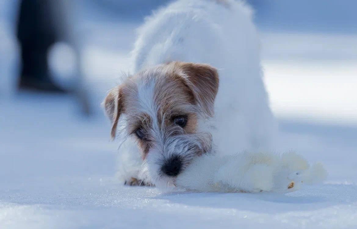 Сука 6. Lovely-Orange питомник джек рассел терьеров