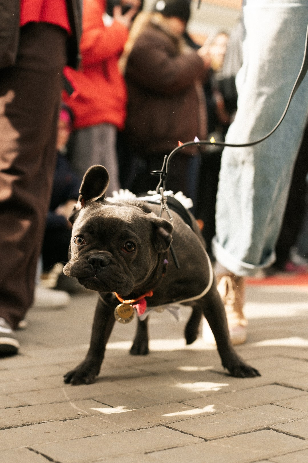 Парад Бульдогов. Axenov_eugene