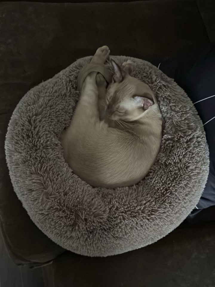 Отзывы. Питомник «Bouncy Life»