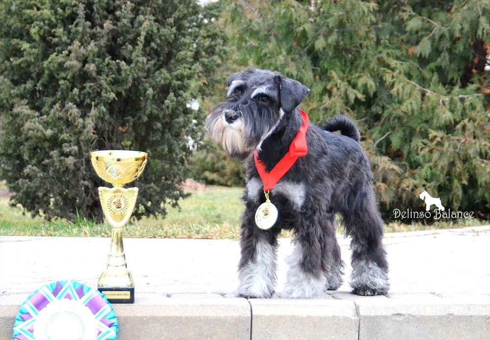 Питомник Делинсо Бэлэнс, щенки цвергшнауцера, купить щенка цвергшнауцера, питомник цвергшнауцеров, кобель цвергшнауцера для вязки, щенок цвергшнауцера, питомник цвергшнауцеров, черный с серебром, цверг, лучший питомник в беларуси