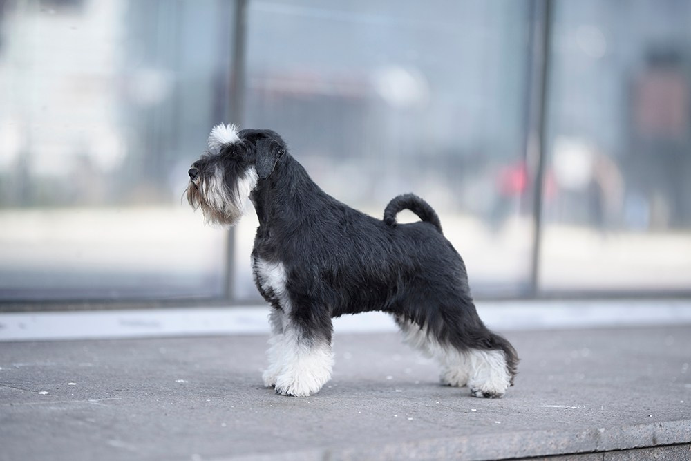 Питомник Делинсо Бэлэнс, щенки цвергшнауцера, купить щенка цвергшнауцера, питомник цвергшнауцеров, кобель цвергшнауцера для вязки, щенок цвергшнауцера, питомник цвергшнауцеров, черный с серебром, цверг, лучший питомник в беларуси