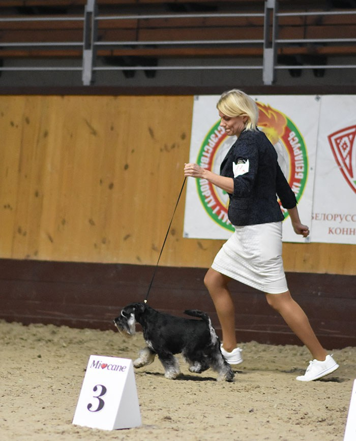 Питомник Делинсо Бэлэнс, щенки цвергшнауцера, купить щенка цвергшнауцера, питомник цвергшнауцеров, кобель цвергшнауцера для вязки, щенок цвергшнауцера, питомник цвергшнауцеров, черный с серебром, цверг, лучший питомник в беларуси