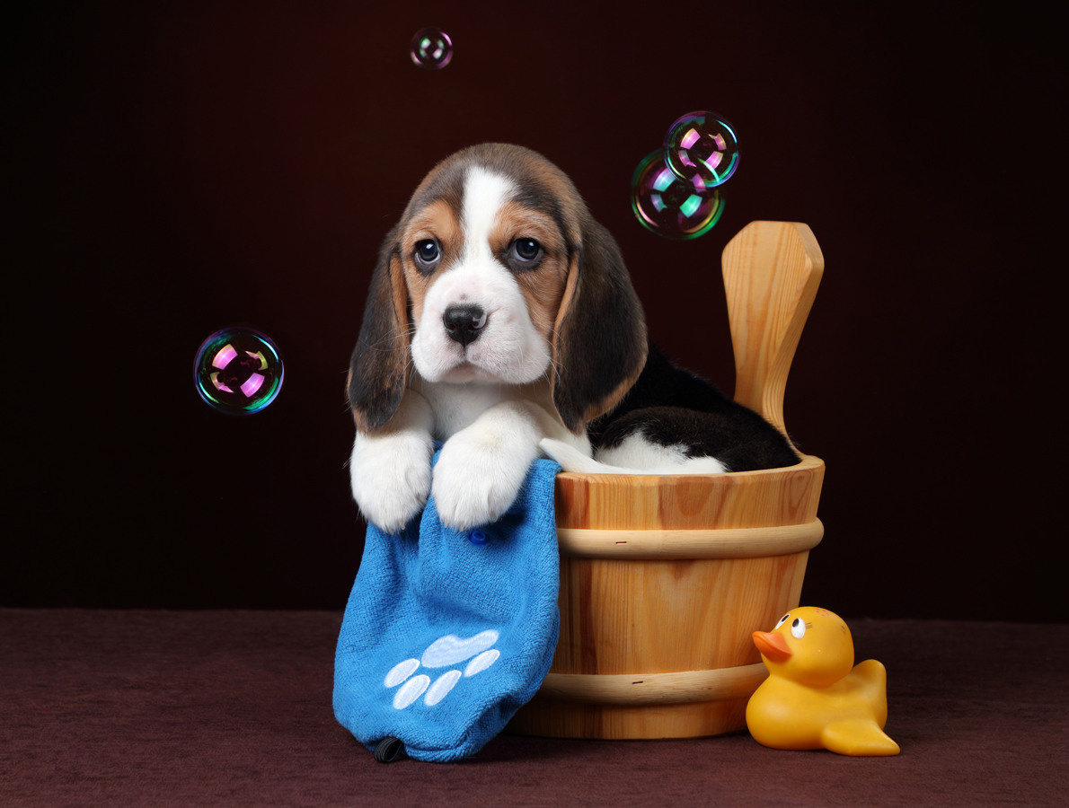 Фотосъемка щенков. Профессиональная фотосъемка домашних животных в Санкт-Петербурге. Фото